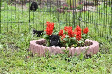 柴犬(標準サイズ)【三重県・男の子・2021年5月27日・黒】の写真「父犬少し小さ目の黒柴です。」