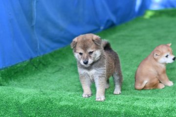 柴犬(標準サイズ)【三重県・男の子・2020年9月15日・赤】の写真「父犬黒柴母犬白柴から生まれましきれいな赤柴雄です。」