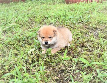 柴犬(標準サイズ)【三重県・男の子・2021年7月28日・赤】の写真「父犬2年連続全国展入賞犬、日葡本部賞受賞犬。」