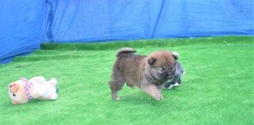 柴犬(標準サイズ)【三重県・女の子・2020年3月4日・赤】の写真「父犬少し小さまな柴犬です豆柴サイズ体高33cｍ」