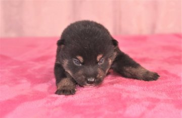 柴犬(標準サイズ)【三重県・男の子・2019年10月11日・黒】の写真「かわいい黒柴です。少し小ぶりかも」