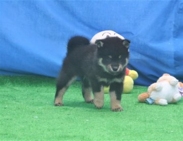 柴犬(標準サイズ)【三重県・男の子・2020年5月24日・黒】の写真「素晴らしい顔しています、配色の良い」