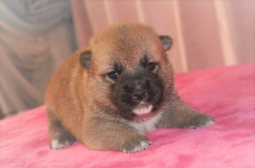 柴犬(標準サイズ)【三重県・男の子・2019年7月28日・赤】の写真「展覧会向き、すべてよし、特に口吻最高、毛色良し」