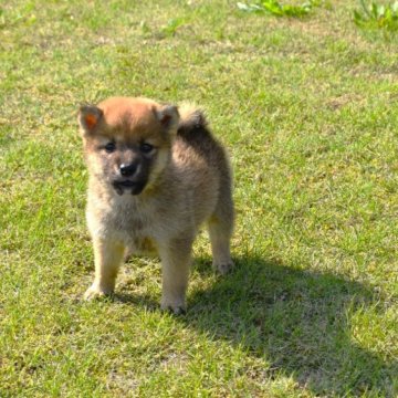 柴犬(豆柴)【三重県・男の子・2023年9月1日・赤】の写真「父犬豆柴　母犬豆柴認定活発な男の子です」