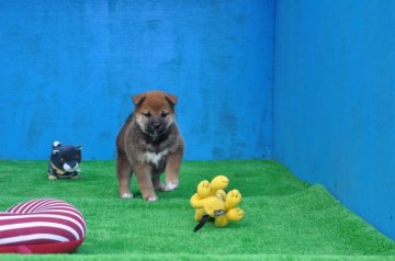 柴犬(標準サイズ)【三重県・女の子・2019年1月6日・赤】の写真「父犬、2年連続全国展にて入賞犬の子犬です。色素濃い」