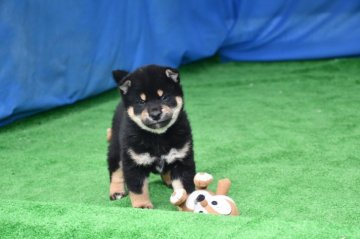 柴犬(標準サイズ)【三重県・男の子・2021年1月10日・黒】の写真「被毛色3拍子揃った理想の配色、きれいな黒柴です。」