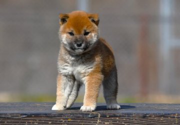 柴犬(標準サイズ)【三重県・男の子・2021年12月17日・赤】の写真「タヌキ顔のきれいな赤柴雄です。」