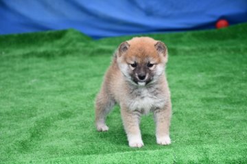 柴犬(標準サイズ)【三重県・男の子・2020年12月10日・赤】の写真「父犬賞歴あり、たぬき顔の活発な男の子です、」