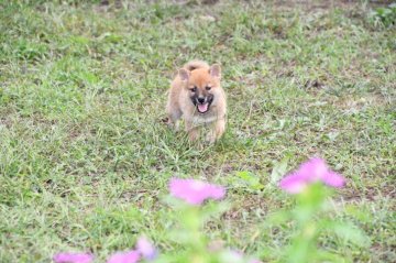 柴犬(標準サイズ)【三重県・女の子・2021年9月1日・赤】の写真「活発な女の子です。父犬賞歴あり素晴らしい血統です」