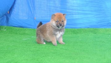 柴犬(豆柴)【三重県・男の子・2020年2月12日・赤】の写真「両親豆柴認定犬です、被毛非常に濃い赤です。メッチャ」