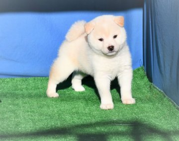 柴犬(標準サイズ)【三重県・男の子・2020年10月21日・淡赤(白)】の写真「両親展覧会で入賞しています丸々した白柴雄です」