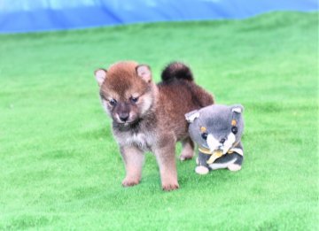 柴犬(標準サイズ)【三重県・男の子・2020年8月30日・赤】の写真「父犬2年連続全国店入賞犬、きれいな赤柴です。」