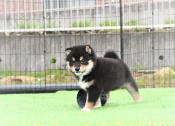 柴犬(標準サイズ)【三重県・男の子・2021年4月9日・黒】の写真「父犬豆柴登録犬。母犬豆柴サイズ、はいしょくの良い黒」