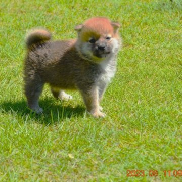 柴犬(標準サイズ)【三重県・男の子・2023年7月9日・赤】の写真「父犬壮犬賞・成犬賞受賞・母犬豆柴サイズ小さ」