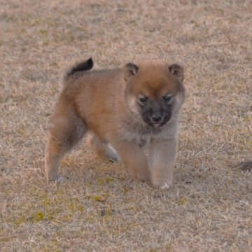 柴犬(豆柴)【三重県・男の子・2023年1月9日・赤】の写真「小さいですが、非常に元気です。」