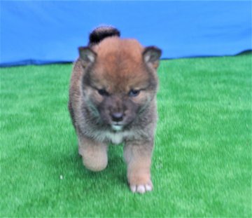 柴犬(標準サイズ)【三重県・女の子・2020年1月15日・赤】の写真「被毛色、濃い赤色です。齢を取っても、薄くならず赤毛」