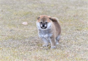 柴犬(標準サイズ)【三重県・女の子・2021年11月11日・赤】の写真「きれいな赤柴でたぬき顔です、すごく元気です。」