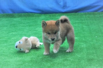 柴犬(標準サイズ)【三重県・男の子・2020年7月18日・赤】の写真「可愛い赤柴です。」