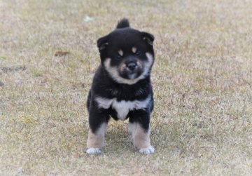 柴犬(標準サイズ)【三重県・男の子・2021年10月19日・黒】の写真「父犬日本犬保存会展覧会で入賞・配色の良い雄犬です」