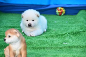 柴犬(標準サイズ)【三重県・男の子・2021年5月2日・淡赤(白)】の写真「超イケメン白柴です。」