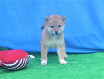 柴犬(標準サイズ)【三重県・女の子・2020年5月28日・赤】の写真「父犬全国展覧会で2年連続入賞、母犬良い血統継いでい」