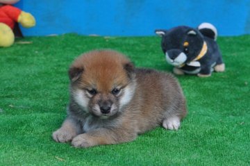 柴犬(標準サイズ)【三重県・女の子・2019年3月23日・赤】の写真「父犬昨年度全国展にて、大臣賞、小型（柴犬）最高賞受」