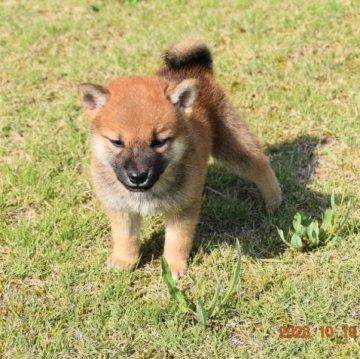 柴犬(豆柴)【三重県・女の子・2023年9月1日・赤】の写真「父犬豆柴　母犬豆柴認定活発な男の子です」