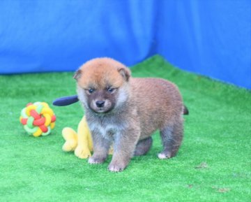 柴犬(標準サイズ)【三重県・男の子・2020年11月22日・赤】の写真「父犬２年連続全国展入賞、母犬きれいな赤柴です。」