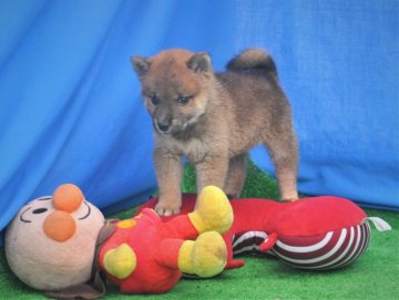 柴犬(標準サイズ)【三重県・女の子・2020年5月28日・赤】の写真「父犬全国展覧会で2年連続入賞、母犬良い血統継いでい」