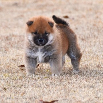 柴犬(豆柴)【三重県・男の子・2022年12月21日・赤】の写真「父犬豆柴・母豆柴認定1代祖、きれいな赤柴、活発です」