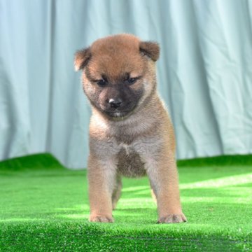 柴犬(標準サイズ)【三重県・男の子・2024年9月24日・赤】の写真「父犬全国展覧会・壮懸賞成犬賞受賞直子も全国展入賞」