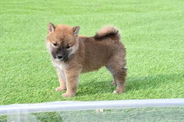 柴犬(標準サイズ)【三重県・男の子・2021年5月3日・赤】の写真「血統凄く良い。　赤柴雄です。」