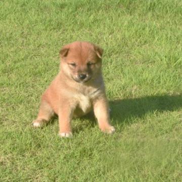 柴犬(豆柴)【三重県・女の子・2022年8月20日・赤】の写真「父犬は豆柴、母犬は豆柴認定犬綺麗な赤柴です」