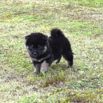 柴犬(標準サイズ)【三重県・男の子・2023年8月26日・黒】の写真「活発で元気な子、将来配色も理想に近い黒柴になると思」