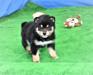 柴犬(標準サイズ)【三重県・男の子・2020年11月21日・黒】の写真「両親豆柴認定サイズです。まだ認定審査受けていません」