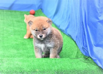 柴犬(標準サイズ)【三重県・男の子・2020年11月22日・赤】の写真「父犬２年連続全国展入賞、母犬きれいな赤柴です。」