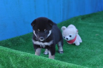 柴犬(標準サイズ)【三重県・男の子・2018年9月26日・黒】の写真「両親共に優良犬を輩出しています、父犬緑桜錦」