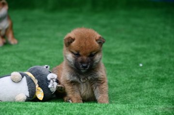 柴犬(標準サイズ)【三重県・男の子・2020年9月24日・赤】の写真「父犬豆柴認定、母犬豆柴サイズのきれいな赤柴雄です。」