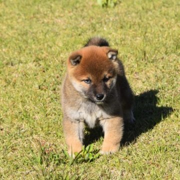 柴犬(豆柴)【三重県・男の子・2023年9月24日・赤】の写真「父豆柴母豆柴認定犬２代祖」