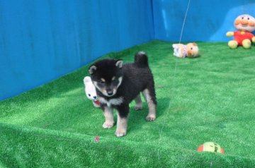 柴犬(標準サイズ)【三重県・男の子・2018年7月17日・黒】の写真「両親黒柴から生まれました。父犬展覧会で入賞していま」