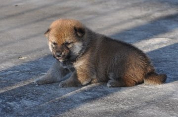 柴犬(標準サイズ)【三重県・男の子・2018年5月11日・赤】の写真「少し小さ目の、母親から生まれました」