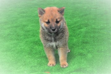 柴犬(標準サイズ)【三重県・男の子・2020年6月14日・赤】の写真「父犬2年連続全国店入賞犬、父犬の幼少期ソックリ」