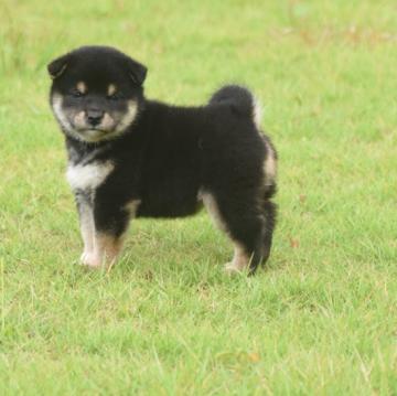 柴犬(豆柴)【三重県・女の子・2022年9月8日・黒】の写真「配色最高の黒柴です、父豆柴母豆柴認定犬。元気です」