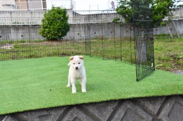 柴犬(標準サイズ)【三重県・男の子・2021年2月21日・淡赤(白)】の写真「超イケメン白柴です。」