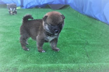 柴犬(標準サイズ)【三重県・男の子・2020年7月9日・赤】の写真「両親知に豆柴サイズ（未認定）両親小さ目の赤柴雄です」