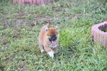 柴犬(標準サイズ)【三重県・女の子・2021年6月8日・赤】の写真「可愛くて元気な赤柴です。父犬豆柴認定犬です」