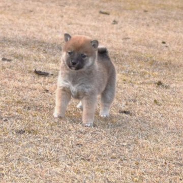 柴犬(豆柴)【三重県・女の子・2023年1月9日・赤】の写真「小さいですが、非常に元気です。」