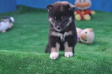 柴犬(標準サイズ)【三重県・女の子・2019年9月20日・黒】の写真「理想の配色黒色・赤色。白色全て良し」