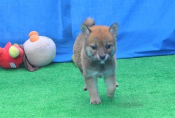 柴犬(標準サイズ)【三重県・女の子・2020年5月22日・赤】の写真「凄くきれいな赤柴雌・父犬豆柴サイズ（未認定）」