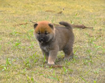 柴犬(標準サイズ)【三重県・男の子・2022年3月14日・赤】の写真「少し黒い毛色ですが将来きれいな赤柴になると思います」